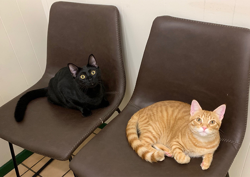 Carousel Slide 4: Cat Veterinary Care, Austin Northwest